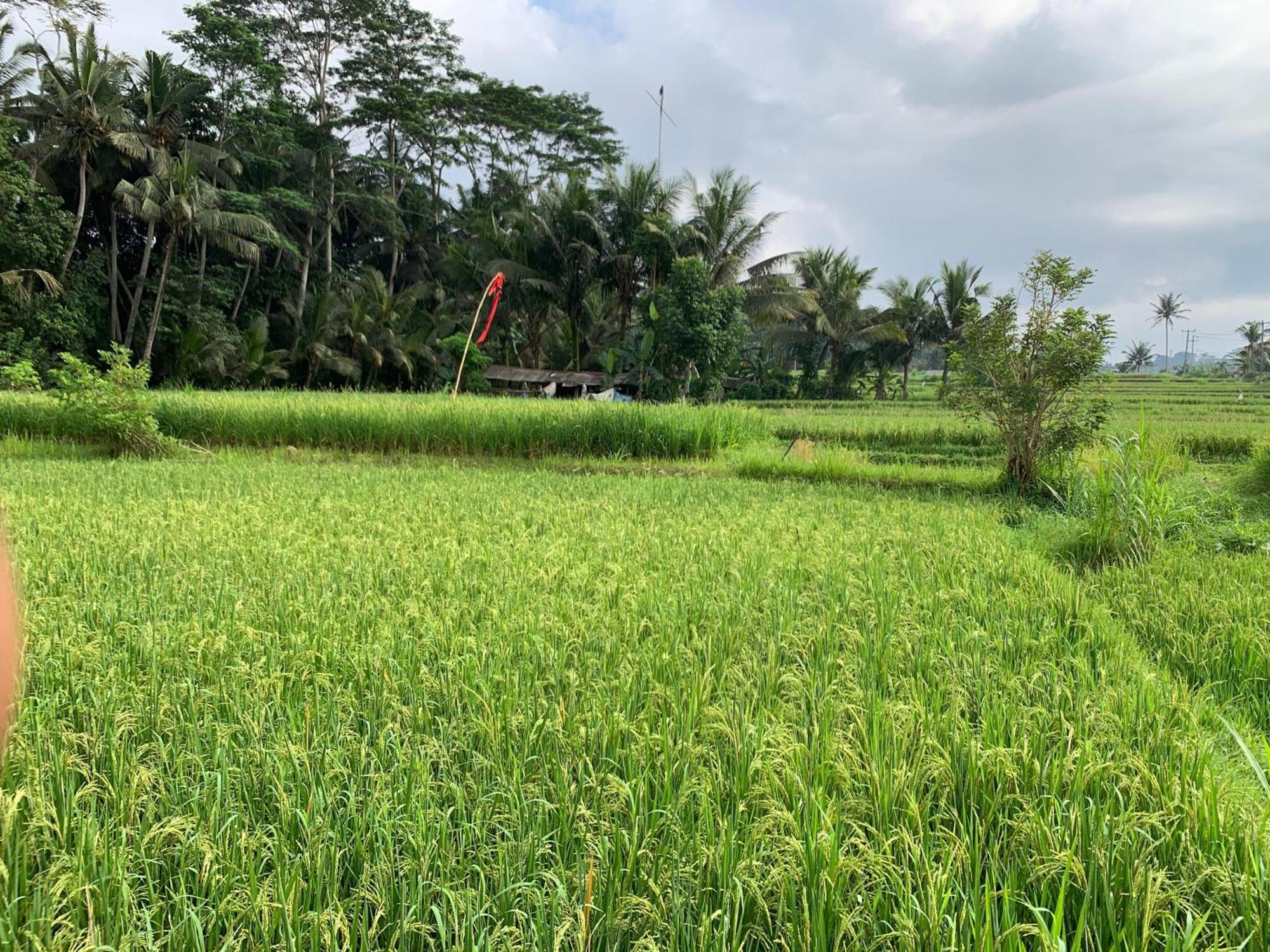 Adi Laxmi Villa Ubud 외부 사진